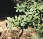 Archidasyphyllum diacanthoides
